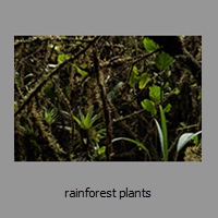 rainforest plants